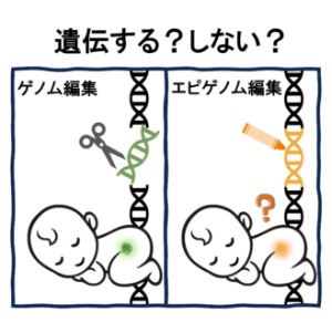 科学の最新動向を基に、エピゲノム編集の倫理・規制を議論