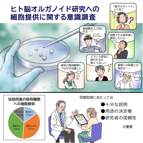 【研究成果】ヒト脳オルガノイド研究への細胞提供に関する意識調査を実施 7割以上が包括同意に慎重 ―研究への理解と信頼を築くサイエンスコミュニケーションの重要性が明らかに―